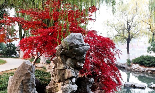 生黄芩的副作用-【生黄芩图片中药图片】生熟黄芩区别 - 生黄芩的图片网