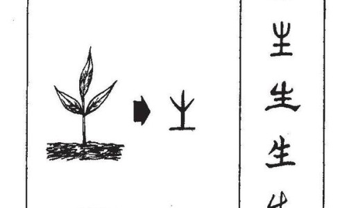 生熟黄芩区别-【生黄芩图片中药图片】生熟黄芩区别 - 生黄芩的图片网